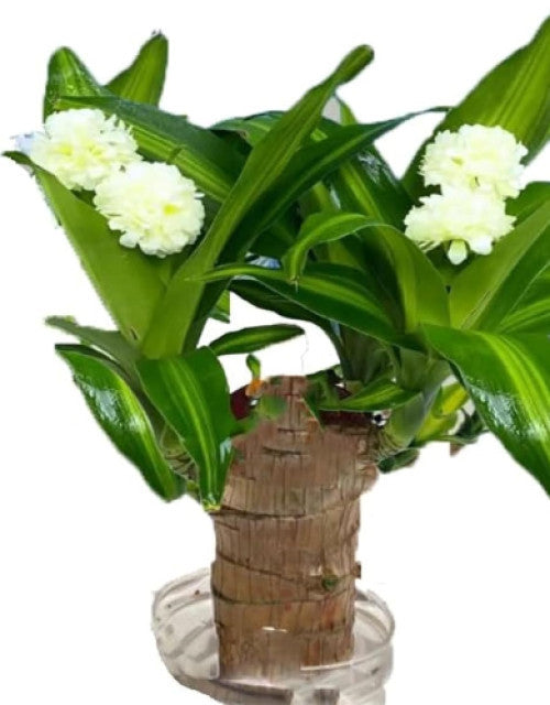 Brazilian Lucky Wood, Mini Home Plant Decorations to Bring You Luck Pack of 2